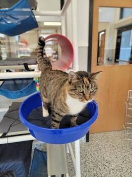 Misty -  Domestic Short Hair Cat for Adoption in Fergus Falls, Minnesota - Misty | PetCurious