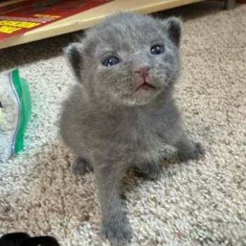 Tarantula -  Domestic Short Hair Cat for Adoption in Mt. Juliet, Tennessee - Tarantula | PetCurious