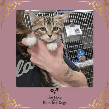 Chestnut -  Domestic Short Hair Cat for Adoption in Cumberland, Rhode Island - Chestnut | PetCurious