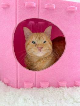 Tabby Cats Available for Adoption in New Orleans, Louisiana - Sunny | PetCurious