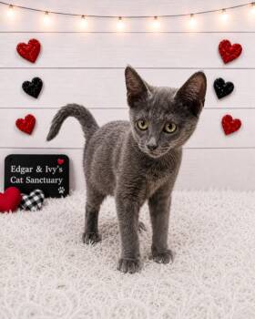 Pixie -  Domestic Short Hair Cat for Adoption in Corpus Christi, Texas - Pixie | PetCurious