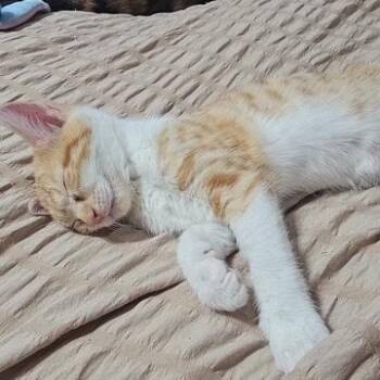 Blondie, Hydrox & Cash - Kittens -  Domestic Short Hair Cat for Adoption in Braintree, Massachusetts - Blondie, Hydrox & Cash - Kittens | PetCurious
