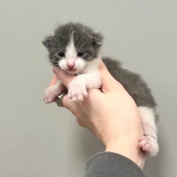 Domestic Short Hair Cats Available for Adoption in Spring Hill, Kansas - GW | PetCurious
