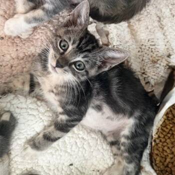 Littlefoot -  Domestic Short Hair Cat for Adoption in Jacksonville, Florida - Littlefoot | PetCurious