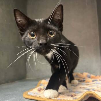 Leroy-5805 -  Domestic Short Hair Cat for Adoption in Tyler, Texas - Leroy-5805 | PetCurious
