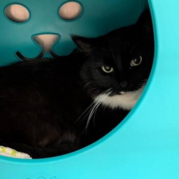 Domestic Long Hair Cats Available for Adoption - Mittens | PetCurious
