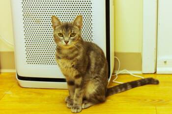 Darla -  Domestic Short Hair Cat for Adoption in Urbana, Ohio - Darla | PetCurious