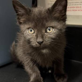 Harmony -  Domestic Short Hair Cat for Adoption in Chattanooga, Tennessee - Harmony | PetCurious
