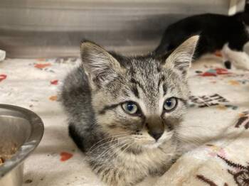 LEAH -  Domestic Short Hair Cat for Adoption in Tustin, California - LEAH | PetCurious