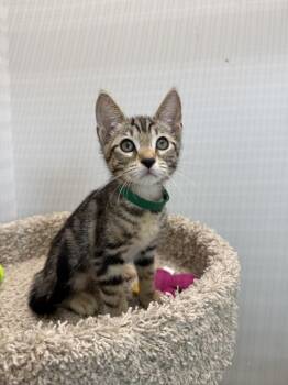 Stanley -  Domestic Short Hair Cat Available for Adoption in West Palm Beach, Florida - Stanley | PetCurious