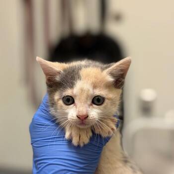 Cherry Slurpee -  Domestic Short Hair Cat for Adoption in Charlottesville, Virginia - Cherry Slurpee | PetCurious