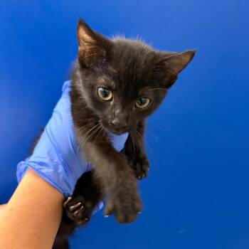 Charlie Dickens -  Domestic Short Hair Cat for Adoption in Lakewood, California - Charlie Dickens | PetCurious