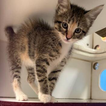 Ginny -  Domestic Medium Hair Cat for Adoption in Cheyenne, Wyoming - Ginny | PetCurious