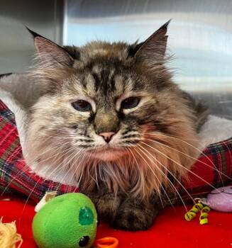 Siamese and Domestic Long Hair Cats Available for Adoption in Logan, Utah - Boo | PetCurious