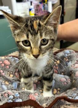 Sugarbee -  Domestic Short Hair Cat for Adoption in Mason City, Iowa - Sugarbee | PetCurious