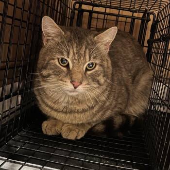 Domestic Short Hair Cats Available for Adoption in Winchester, Virginia - Jupiter | PetCurious