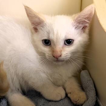 Dani -  Domestic Short Hair Cat for Adoption in Cooperstown, New York - Dani | PetCurious