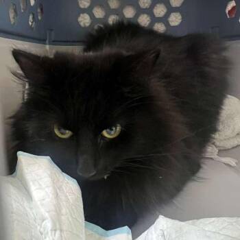 Aurelia -  Domestic Long Hair Cat Available for Adoption in Winchester, Virginia - Aurelia | PetCurious