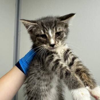 Domestic Short Hair Cats Available for Adoption in Concord, North Carolina - Oscar | PetCurious