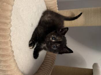 Suarez -  Domestic Short Hair Cat for Adoption in Fruit Heights, Utah - Suarez | PetCurious