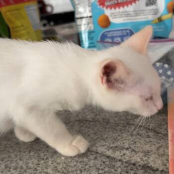 Cotton -  Domestic Short Hair Cat for Adoption in Granby, Missouri - Cotton | PetCurious