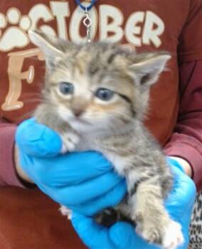 A474868 -  Domestic Short Hair Cat for Adoption in Oklahoma City, Oklahoma - A474868 | PetCurious