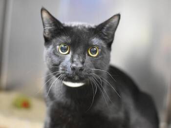 Rescue Domestic Short Hair Cats for Adoption in Portland, Oregon - Sally | PetCurious