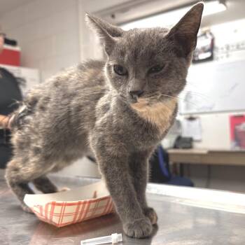 Kennedy -  Domestic Short Hair Cat for Adoption in Edinburg, Texas - Kennedy | PetCurious