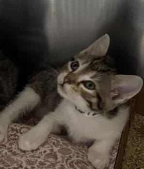 Domestic Short Hair Cats Available for Adoption in North Charleston, South Carolina - 92422a McRib-Petco North Charleston | PetCurious