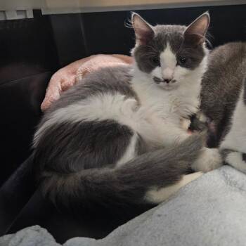 Aurora -  Domestic Medium Hair Cat for Adoption in Monroe, Louisiana - Aurora | PetCurious