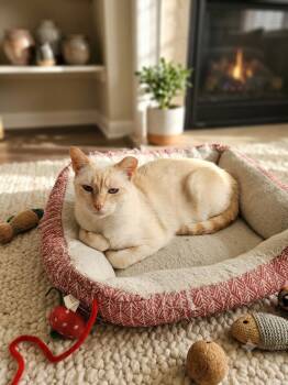 Miss Athena -  Siamese and Domestic Short Hair Cat for Adoption in Fort Myers, Florida - Miss Athena | PetCurious