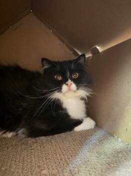 Diamond -  Domestic Long Hair Cat for Adoption in Dublin, Ohio - Diamond | PetCurious