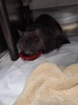 Domestic Medium Hair and Domestic Short Hair Cats Available for Adoption in Montreal, Quebec - Odin | PetCurious