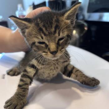 Paste 26-05-147 -  Domestic Short Hair Cat for Adoption in Bastrop, Texas - Paste 26-05-147 | PetCurious