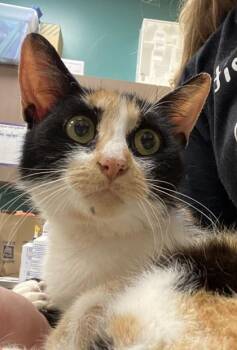 Bit-O-Honey -  Domestic Short Hair Cat for Adoption in Fishers, Indiana - Bit-O-Honey | PetCurious
