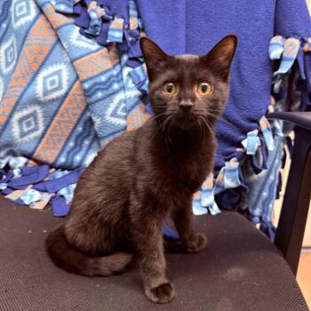 Moonshine -  Domestic Short Hair Cat for Adoption - Moonshine | PetCurious