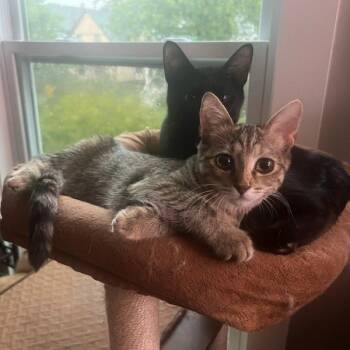 Rescue Domestic Short Hair Cats for Adoption in Evanston, Illinois - Hiccup And Toothless | PetCurious