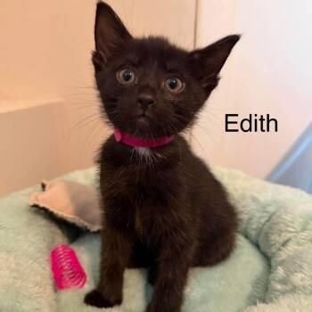Edith (pink collar) -  Domestic Short Hair Cat for Adoption in Chilliwack, British Columbia - Edith (pink Collar) | PetCurious