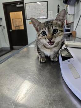 POPPY -  Domestic Medium Hair Cat for Adoption in Corpus Christi, Texas - POPPY | PetCurious