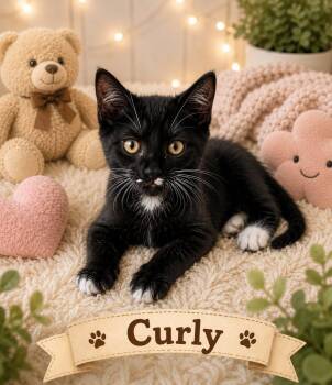 Kittens. -  American Shorthair Cat for Adoption in Darien, Georgia - Kittens. | PetCurious