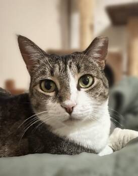 Gouda -  Domestic Short Hair Cat for Adoption in Houston, Texas - Gouda | PetCurious