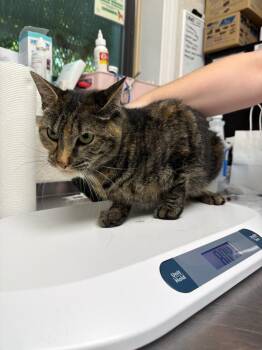 Julisa -  Domestic Short Hair Cat for Adoption in Pomona, New York - Julisa | PetCurious