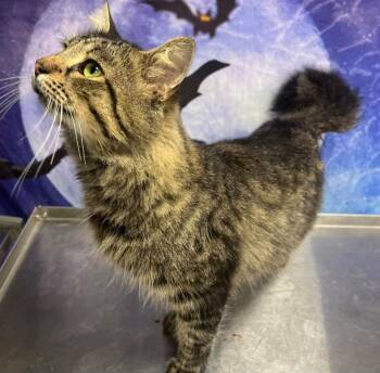 Rescue Only-AC-5412 "Goro" -  Domestic Long Hair Cat for Adoption in Conyers, Georgia - Rescue Only-AC-5412 "Goro" | PetCurious