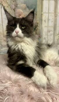 Maine Coon Cats Available for Adoption - OAKLYN | PetCurious