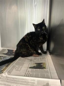 Domestic Short Hair Cats Available for Adoption in San Antonio, Texas - BERNICE | PetCurious