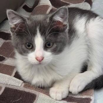 Domestic Short Hair Cats Available for Adoption in South Elgin, Illinois - Pinkie Pie | PetCurious