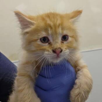 Sting -  Domestic Long Hair Cat for Adoption in Park City, Utah - Sting | PetCurious