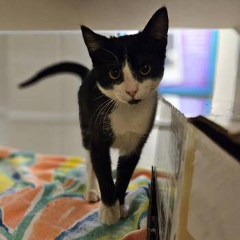 Soju -  Domestic Medium Hair Cat for Adoption in Oakland, California - Soju | PetCurious