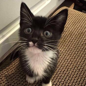 Waffles -  Domestic Short Hair Cat for Adoption in Tampa, Florida - Waffles | PetCurious