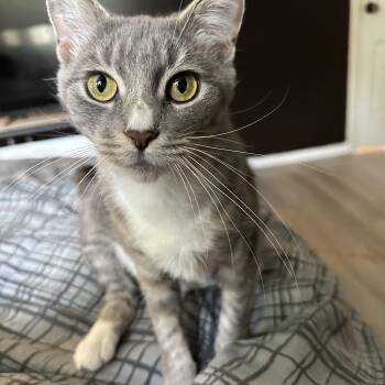 Rescue Domestic Short Hair Cats for Adoption in Bellmawr, New Jersey - Lavender | PetCurious